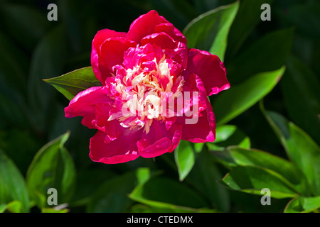 "Nellie Saylor "gemeinsamen Garten, Luktpion Pfingstrose (Paeonia lactiflora) Stockfoto