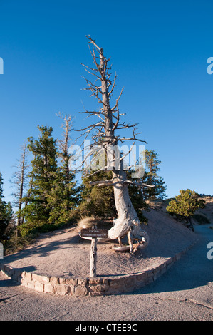 USA, Utah, Bristlecone Kiefer am Bryce Point im Bryce-Canyon-Nationalpark. Stockfoto