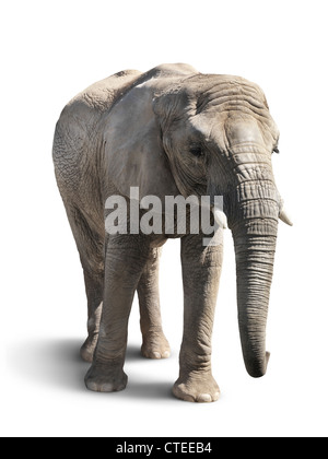 Afrikanischer Elefant, isoliert auf weißem Hintergrund mit einem Beschneidungspfad Stockfoto