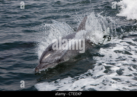 Tümmler, Tursiops Truncatus, Walvis Bay, Namibia Stockfoto