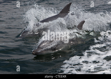 Tümmler, Tursiops Truncatus, Walvis Bay, Namibia Stockfoto