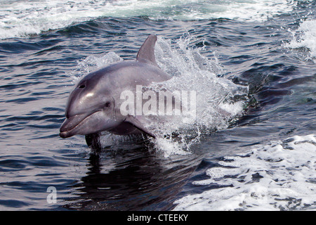 Tümmler, Tursiops Truncatus, Walvis Bay, Namibia Stockfoto