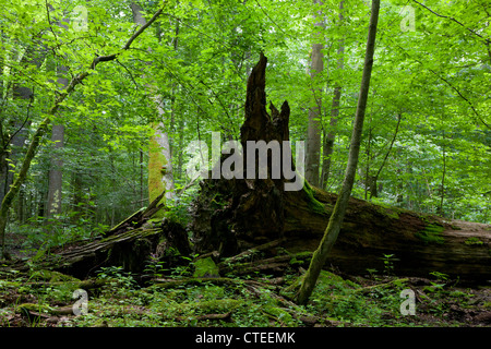 Monumentale gebrochen Eiche unter Baldachin von Laub-Stand von Białowieża Wald liegen Stockfoto