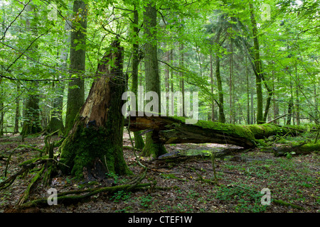 Sommergrüne Stand von Białowieża Wald im Frühling mit tot gebrochen Eiche im Vordergrund Stockfoto