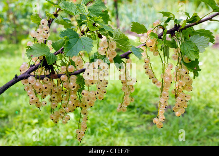 Gelbe Johannisbeerstrauch-Garten mit reifen Beeren Hintergrund. Starke Tiefenschärfe, Kleinkunst DOF Stockfoto