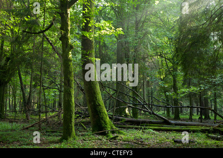 Sommer Sonnenuntergang mit Lichteinfall reichen Laub-Stand von Białowieża Wald mit einigen gebrochenen Bäume im Vordergrund Stockfoto