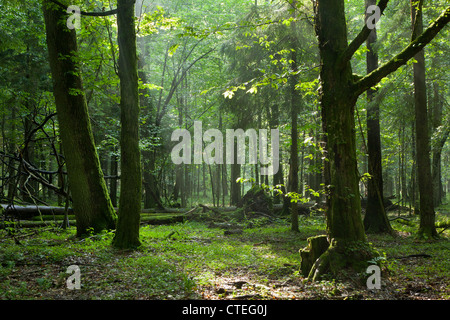 Sommer Sonnenuntergang mit Lichteinfall reichen Laub-Stand von Białowieża Wald mit einigen gebrochenen Bäume im Vordergrund Stockfoto