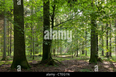 Sommer Sonnenuntergang mit Lichteinfall reichen Laub-Stand von Białowieża Wald mit einigen gebrochenen Bäume im Vordergrund Stockfoto