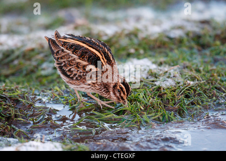 Jack Snipe Lymnocryptes Zip Shetland Schottland, Vereinigtes Königreich Stockfoto