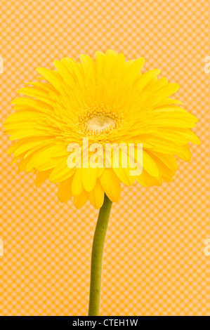 Gelbe daisy Gerber Blume Stockfoto