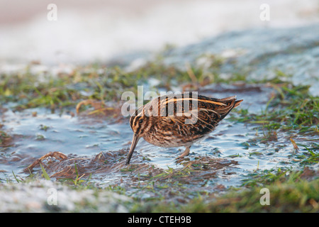 Jack Snipe Lymnocryptes Zip Shetland Schottland, Vereinigtes Königreich Stockfoto