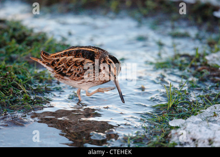 Jack Snipe Lymnocryptes Zip Shetland Schottland, Vereinigtes Königreich Stockfoto