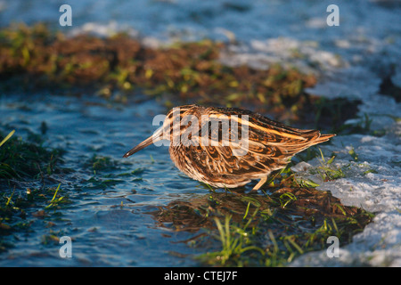 Jack Snipe Lymnocryptes Zip Shetland Schottland, Vereinigtes Königreich Stockfoto