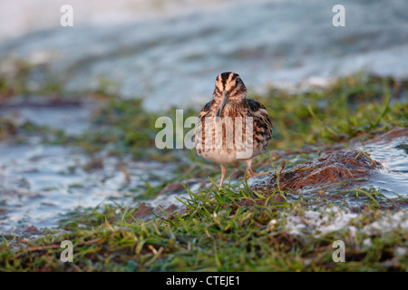 Jack Snipe Lymnocryptes Zip Shetland Schottland, Vereinigtes Königreich Stockfoto