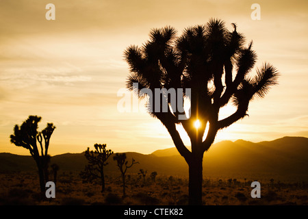 USA, California, Joshua Tree Nationalpark, Joshua Bäume Silhouette bei Sonnenuntergang Stockfoto