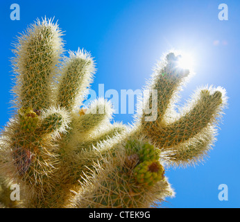 USA, California, Joshua Tree Nationalpark, Cholla cactus Stockfoto