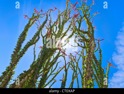 USA, California, Joshua Tree Nationalpark, Ocotillo Kaktus Stockfoto