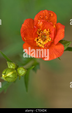 Geum Frau Bradshaw Stockfoto