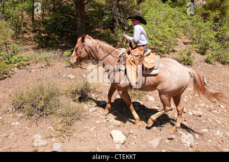 USA-Utah-Escalante, Ausritt bis zum Aquarius Plateau durch Ponderosa Pine Wald. Stockfoto