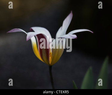 Frühling ist entsprungen! Eine wunderschöne Tulpe Blume. Stockfoto