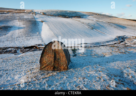 Jack Snipe Lymnocryptes Zip verstecken Fotografie Shetland Schottland, Vereinigtes Königreich Stockfoto