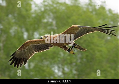 Ein Gefangener Tawny Adler Aquila Rapax im Flug bei Weyhill Hawk Conservancy in Hampshire Stockfoto