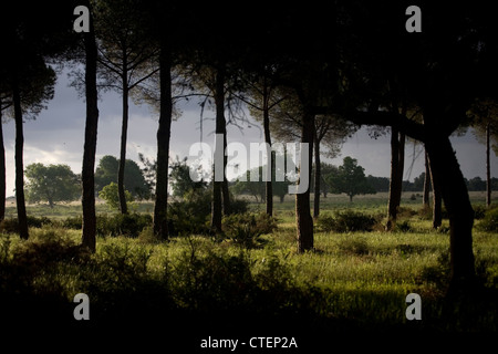 Kiefernwald im Nationalpark Donana, Provinz Huelva, Andalusien, Spanien Stockfoto