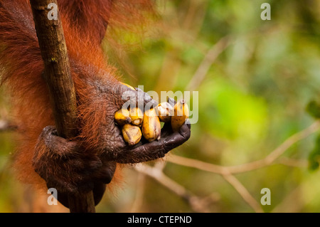 Eine wilde aber habituierten Erwachsener Orang-Utan Orang Utan Orang-Utan greift eine Handvoll Bananen. Stockfoto