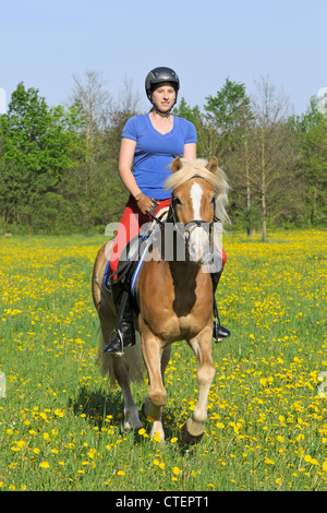 Junge Reiter auf der Rückseite ein Haflinger-Pferd im Galopp auf einer Blumenwiese im Frühling Stockfoto