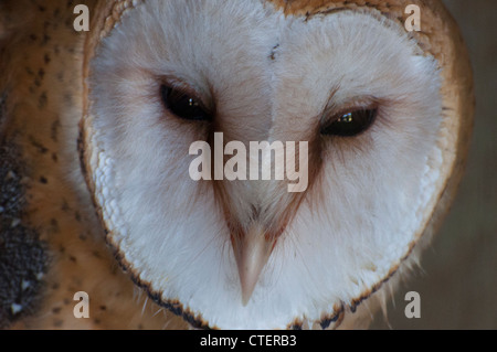 Nahaufnahme von einer Schleiereule. Stockfoto