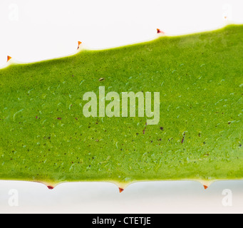 Nahaufnahme von Aloe Blatt, Studio gedreht Stockfoto