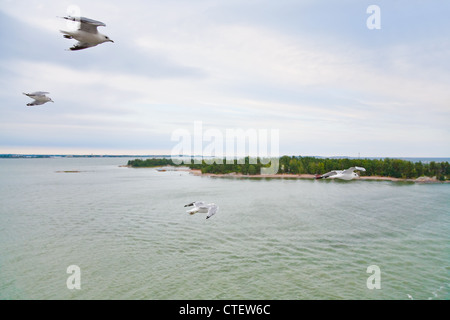 Möwen fliegen, grüne Insel in der Ostsee im Abendrot Stockfoto