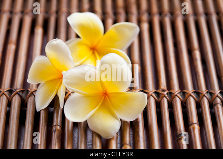 Nahaufnahme von rosa Plumeria Blume Stockfoto
