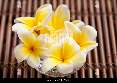 Vase mit Plumeria bouquet Stockfoto