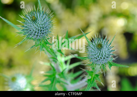 Die Stachelige Knospen der Schottischen Distel, Onopordum acanthium Stockfoto