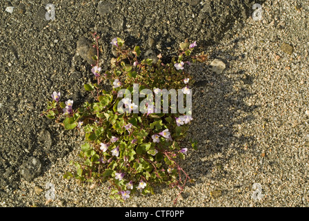 Efeu-leaved Leinkraut (Cymbalaria Muralis) Stockfoto