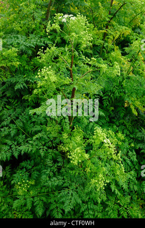 Poison Schierling (Conium Maculatum) Stockfoto