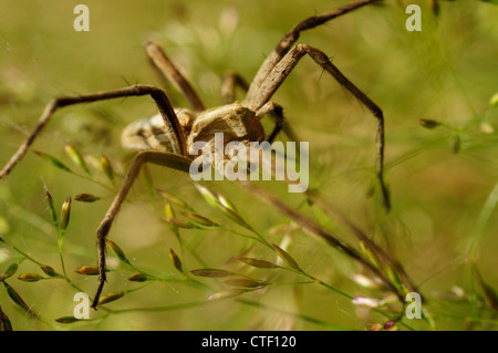 Baumschule Web Spider (Pisaura Mirabilis) Stockfoto