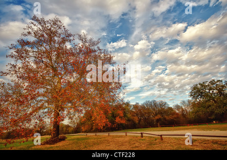 Herbst Baum gegen schönen bewölkten Himmel in einem park Stockfoto