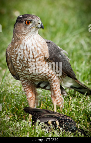 Cooper's Hawk, (Accipiter Cooperii), Sharon Woods Metro Park, Westerville, Ohio. Stockfoto