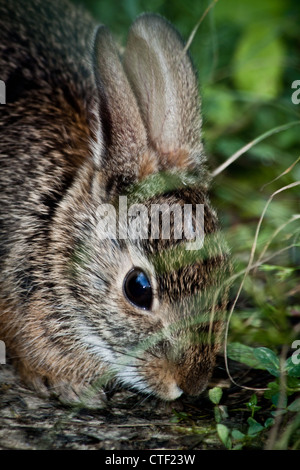 Sylvilagus Floridanus, Inniswood Metro Gärten, Westerville, Ohio. Stockfoto