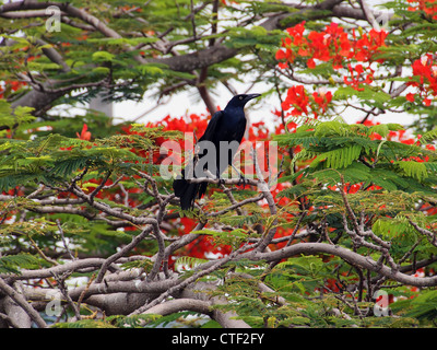 Groß-tailed Grackle in einem extravaganten Baum in Blüte Stockfoto