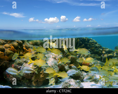 Karibik ein Schwarm von tropische Fische in einem Korallenriff, Unterwasser- und blauer Himmel mit kleinen Wolken, geteilte Ansicht über und unter Wasser Stockfoto