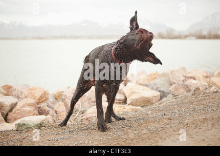 USA, Utah, Salt Lake City, Hündin Wasser abschütteln, wie sie entsteht bilden See Stockfoto