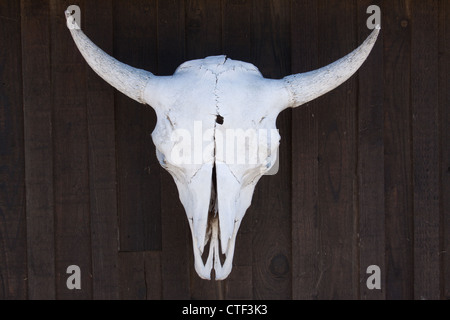 Ein Schädel von einem Stier oder Steer, mit ein Einschussloch in der Stirn. Stockfoto