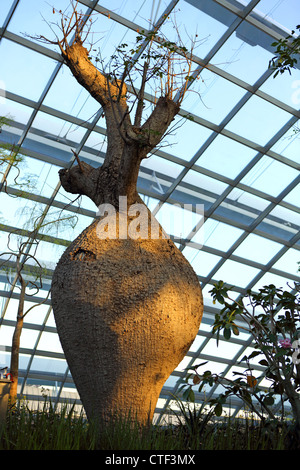 Baobab-Baum wächst in Flower Dome Konservatoriums Gardens By The Bay in Singapur. Stockfoto