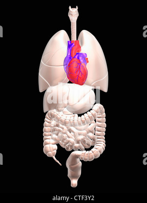 Biomedizinischen Darstellung menschlichen innere Organen mit Herzen in rot angegeben Stockfoto