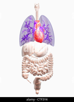 Biomedizinischen Darstellung menschlichen innere Organen mit Herzen in rot und Lungen in blau angezeigt Stockfoto