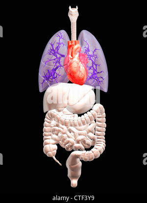 Digital erzeugte Bild der inneren menschlichen Organe Stockfoto