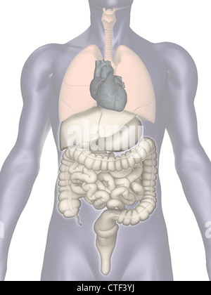 Digital erzeugte Bild der inneren menschlichen Organe Stockfoto